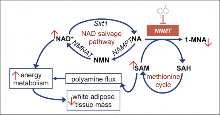 NNMT_Futile_Cycle